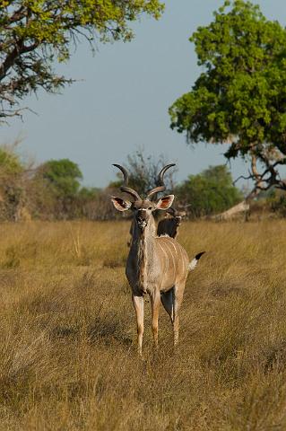 144 Okavango Delta, koedoe.jpg